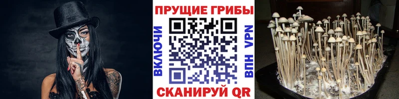 Галлюциногенные грибы MAGIC MUSHROOMS  даркнет сайт  ссылка на мегу ссылка  Жердевка 