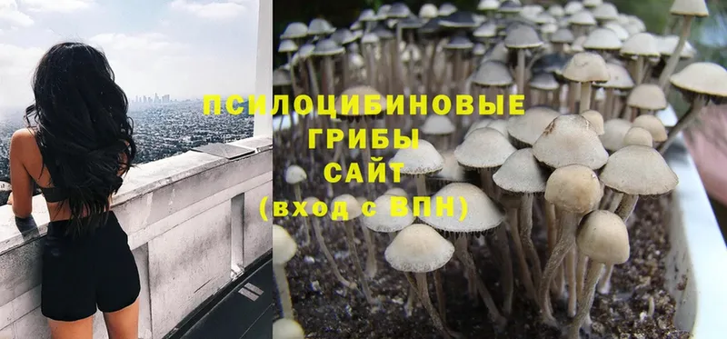 Галлюциногенные грибы Psilocybine cubensis  Жердевка 